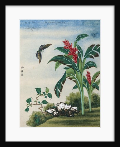 Chinese Watercolor of a Flowering Plant and a Butterfly by Anonymous
