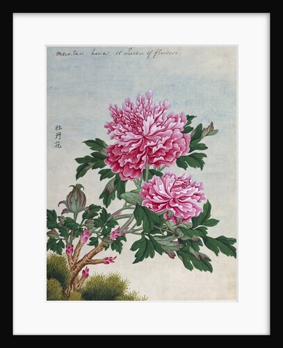 Chinese Watercolor of Pink Peonies by Anonymous