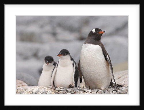 Gentoo Penguins by Anonymous