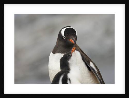 Gentoo Penguins by Anonymous