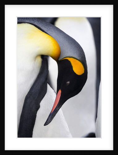 King Penguin by Anonymous