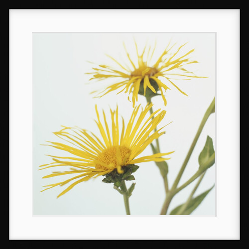 Elecampanes Flowers by Anonymous