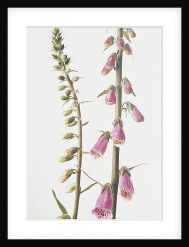 Lady's Glove by Anonymous