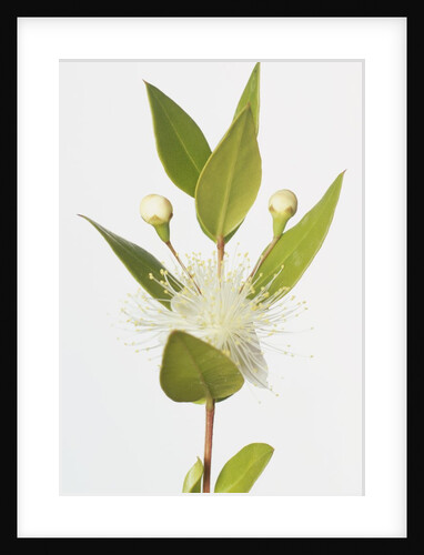 True Myrtle by Anonymous