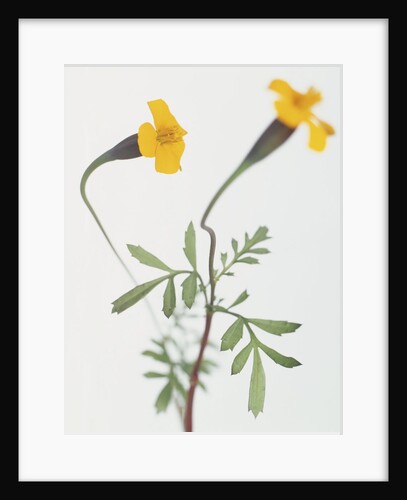 French Marigold by Anonymous