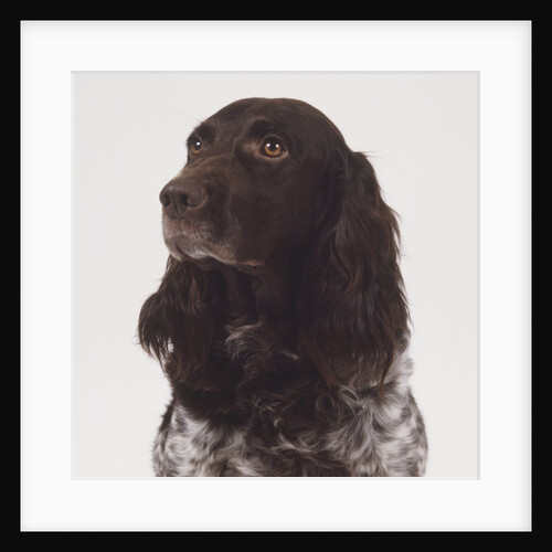 German Spaniel by Anonymous