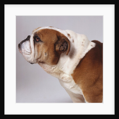 Bulldog by Anonymous