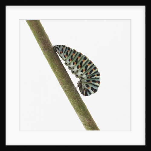 Caterpillar on Twig by Anonymous
