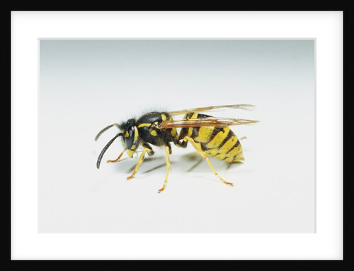 Wasp by Anonymous