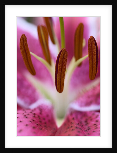 Close view of a pink Stargazer lily by Anonymous