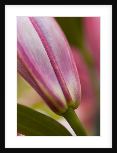 Close view of a pink Stargazer lily by Anonymous