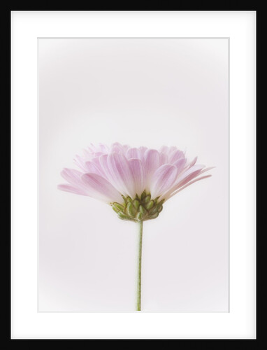 Flowers by Anonymous