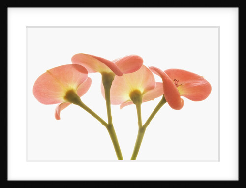 Flowers by Anonymous