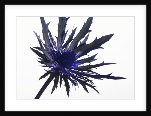 Thistle by Anonymous