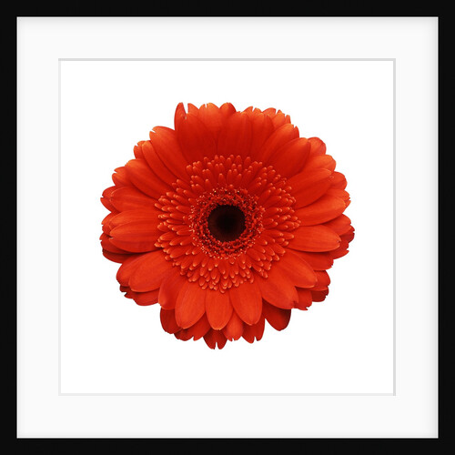 Intense Orange Gerbera Daisy by Anonymous