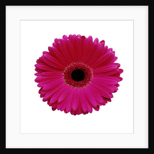 Hot Pink Gerbera Daisy by Anonymous