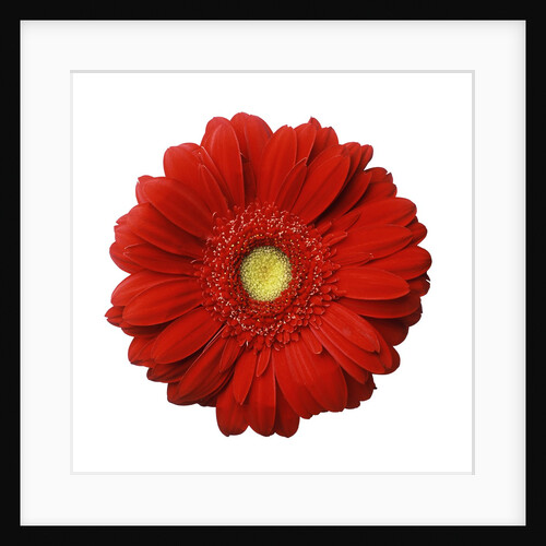 Red Gerbera Daisy by Anonymous