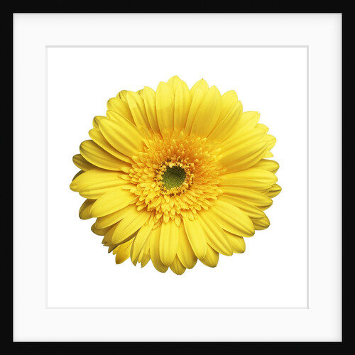 Gerbera Daisy by Anonymous