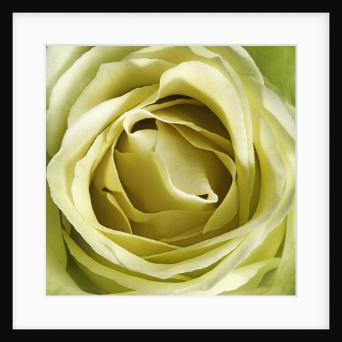 Yellow Rose by Anonymous