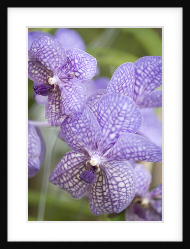 Rare, beautiful orchids bloom in a Florida garden by Anonymous