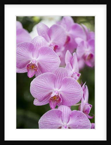 Rare, beautiful orchids bloom in a Florida garden by Anonymous