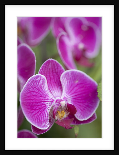 Rare, beautiful orchids bloom in a Florida garden by Anonymous