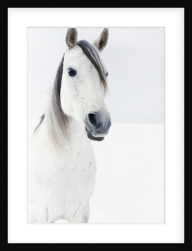 White Horse in Snow by Anonymous