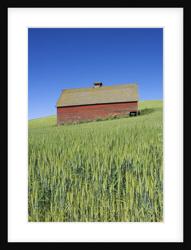 Barn Amongst Wheat Fields by Anonymous