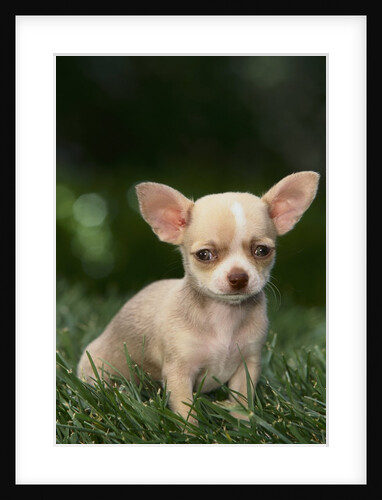 Chihuahua Puppy by Anonymous