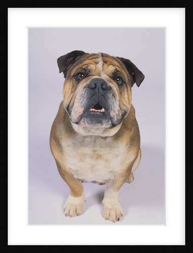 English Bulldog by Anonymous