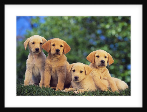 Puppies by Anonymous