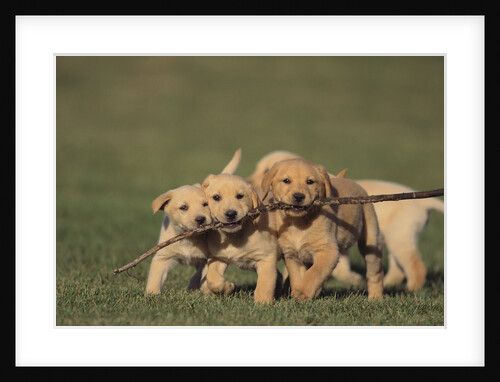 Retriever Puppies Sharing a Stick by Anonymous