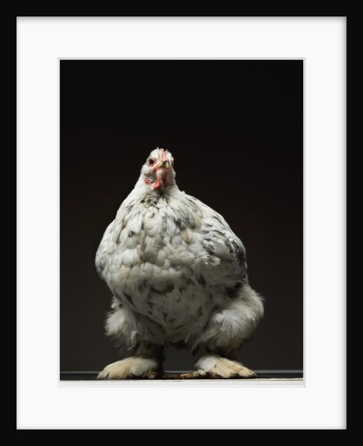 Chicken by Anonymous