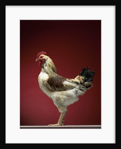 Rooster by Anonymous