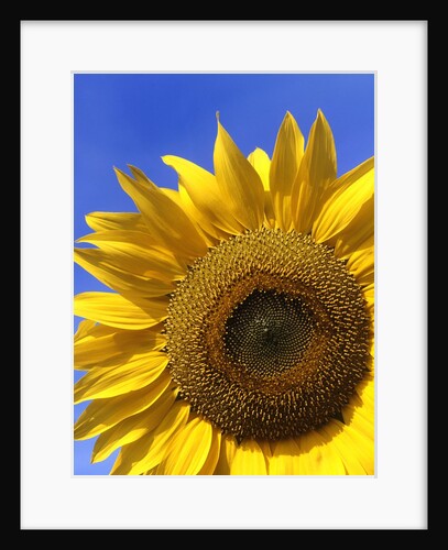 Front view of a beautiful sunflower by Anonymous