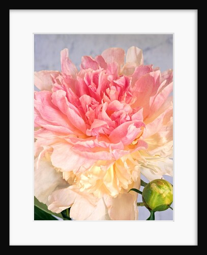 A pale pink and cream-colored peony blossom by Anonymous