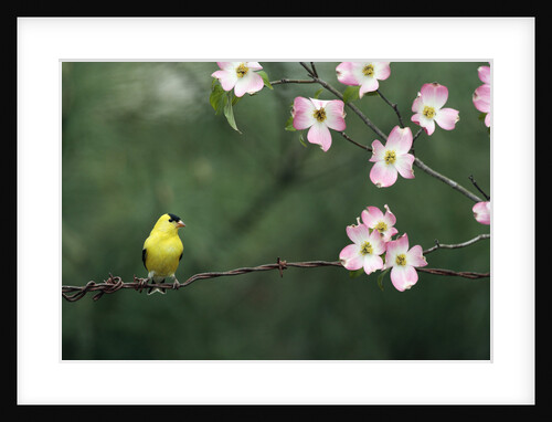American Goldfinch Perching on Barbed Wire by Anonymous