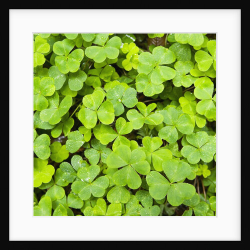 Clover by Anonymous