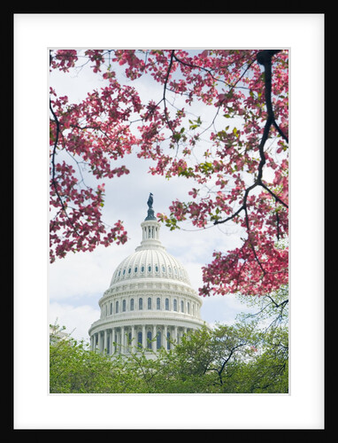 United States Capitol Dome in Washington, D.C. and Flowering Spring Trees by Anonymous