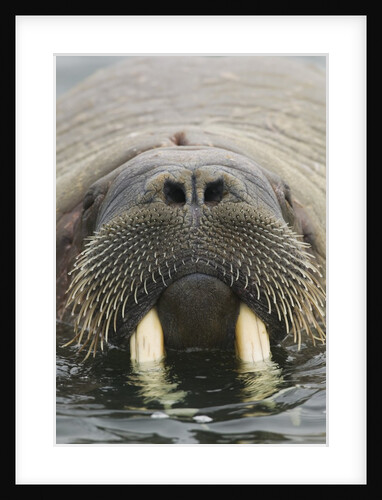 Walrus Looking Straight Ahead by Anonymous