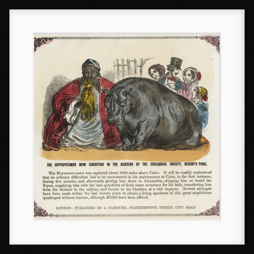 The Hippopotamus Now Exhibiting in the Gardens of the Zoological Society Print by Anonymous