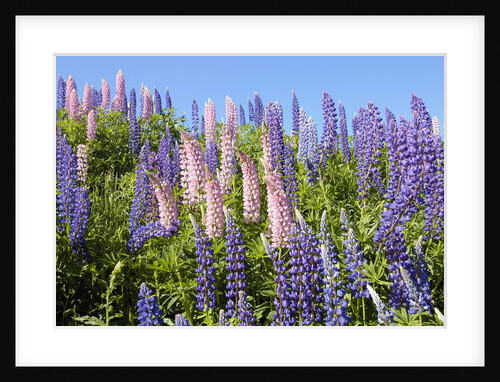Pink and Purple Wild Lupines by Anonymous