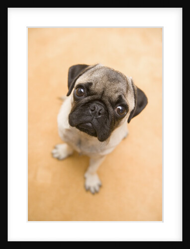 Pug Looking Up by Anonymous