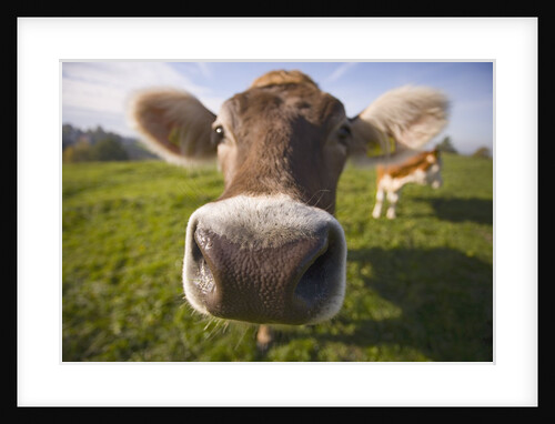 Curious Cow by Anonymous