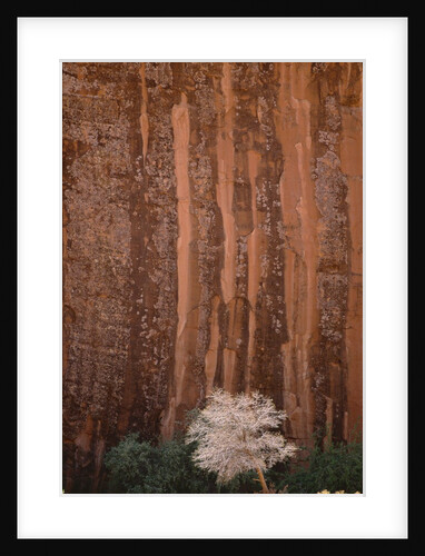 Chokecherry Tree Against Red Canyon Wall by Anonymous