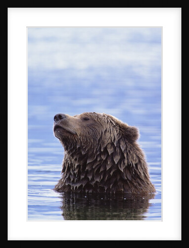 A Brown Bear Emerges from a Lake by Anonymous