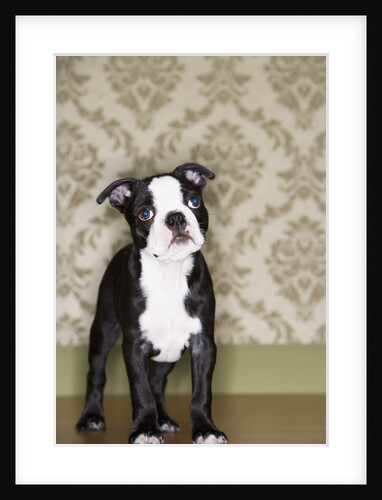 Boston Terrier Puppy by Anonymous
