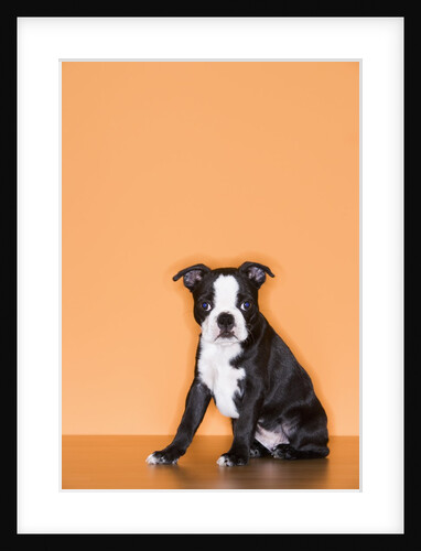 Boston Terrier Puppy by Anonymous