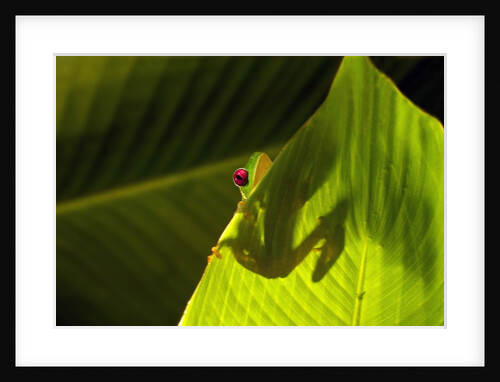 Red-eyed Tree Frog on Leaf by Anonymous
