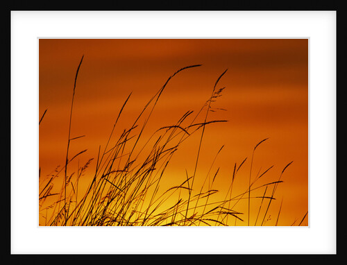 Grass Stalks Against Sunset Sky by Anonymous